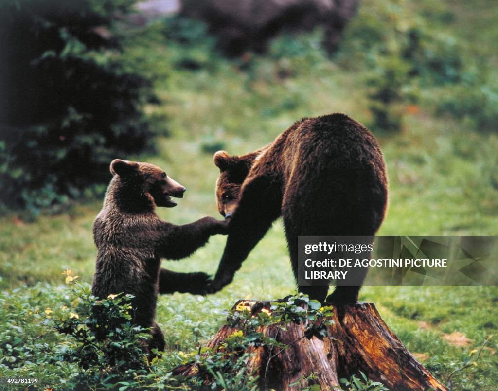 Marsican Brown Bear (Ursus arctos marsicanus)...
