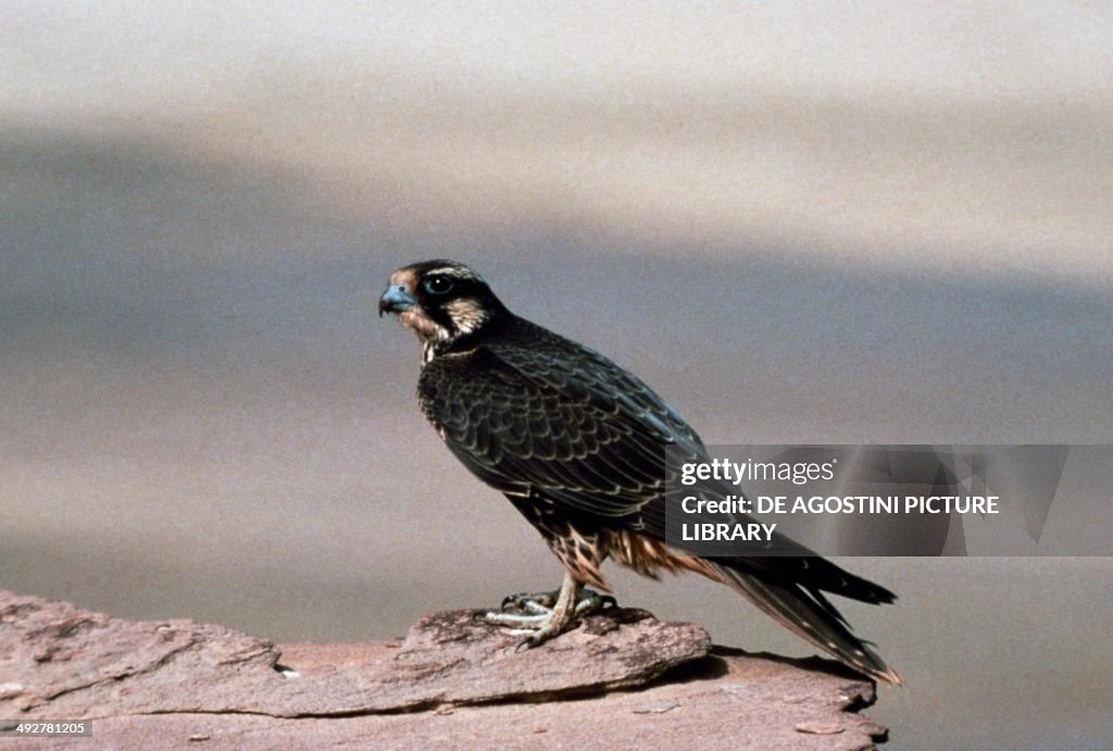 Lanner falcon (Falco biarmicus feldeggii)...