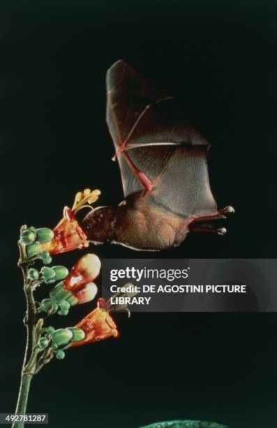 Mountain Noctule Bat , Vespertilionidae, feeding on a flower's nectar.
