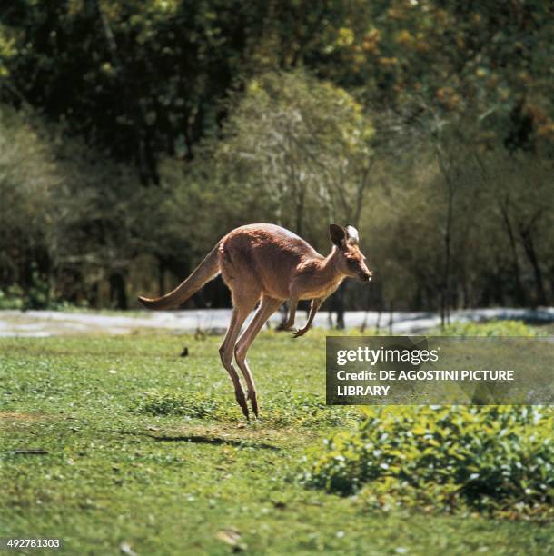 Eastern grey kangaroo or Forester kangaroo , Macropodidae.