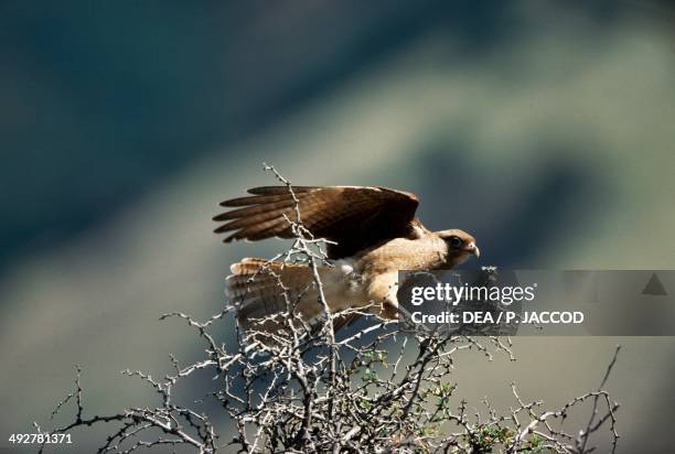 Chimango caracara , Falconidae, Los Glaciares National Park, Patagonia, Argentina.