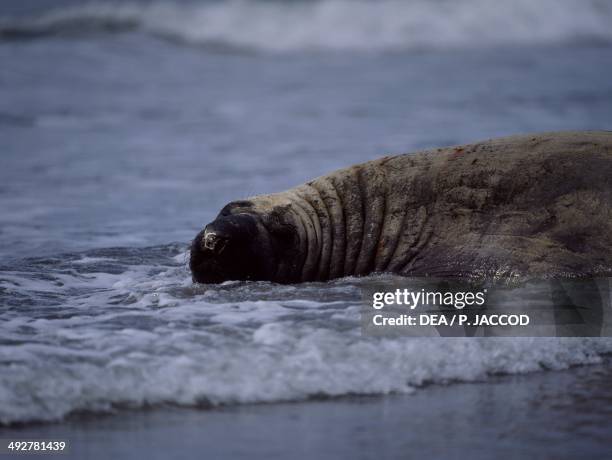 Southern elephant seal , Phocidae, Peninsula Valdes, Patagonia, Argentina.
