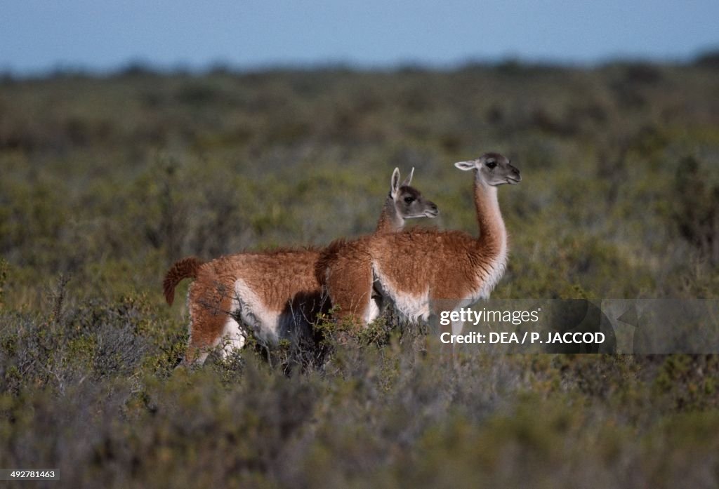 Guanaco (Lama guanicoe)...