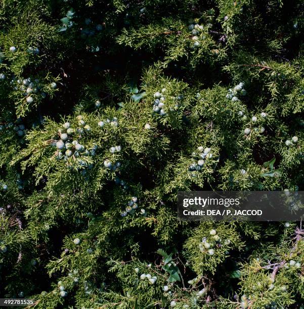 Phoenician Juniper , Cupressaceae.