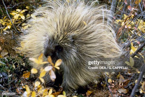 North American porcupine, Canadian porcupine , Erethizontidae, Yukon, Canada.