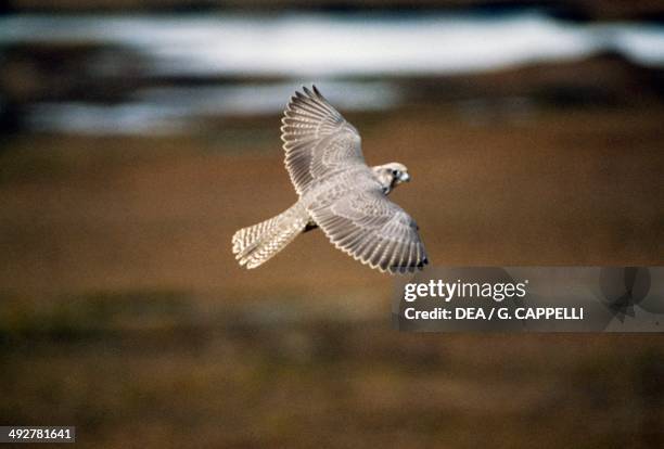 Gyrfalcon , Falconidae, Yukon, Canada.