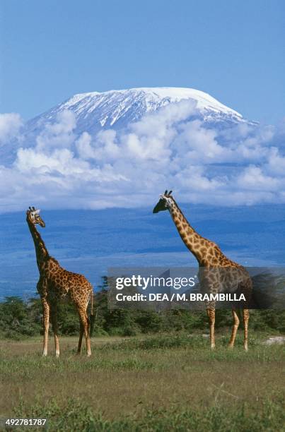 Giraffe , Giraffidae, Kilimangiaro National Park, Tanzania.