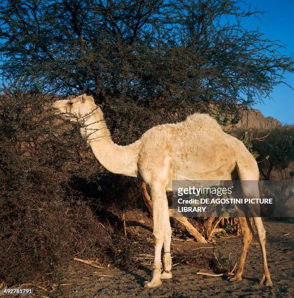 Dromedary , Camelidae, Ahaggar, Algeria.