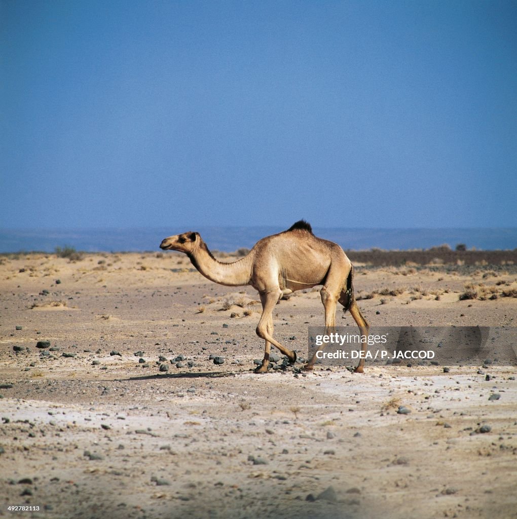 Dromedary (Camelus dromedarius)...