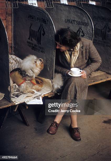 Cruft's Annual Dog Event: View of Audrey Salisbury with two Dandie Dinmont terriers during show at Olympia. London, England 2/9/1956 CREDIT: Jerry...