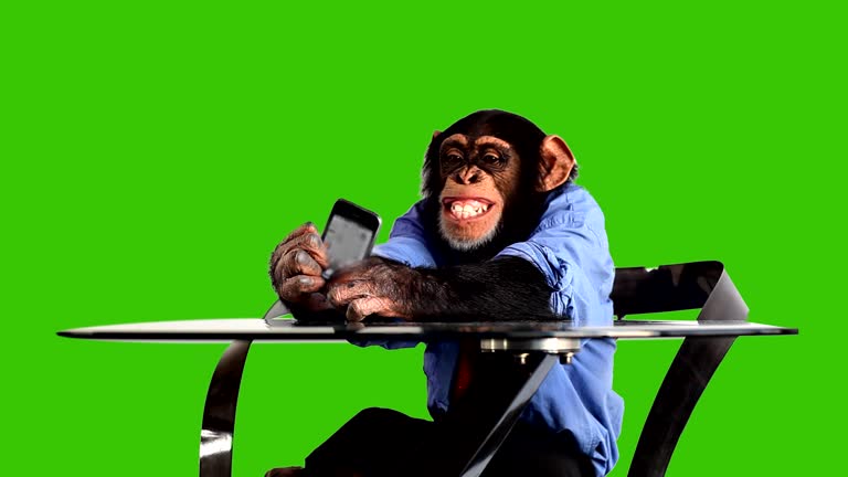1,708 Funny Monkey Videos and HD Footage - Getty Images 1,708 Funny Monkey Videos and HD Footage - Getty Images