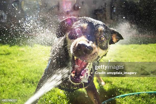 viciously cute dog - surreal water stock pictures, royalty-free photos & images