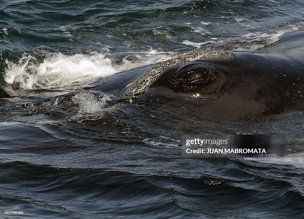 ARGENTINA-WILDLIFE-WHALE