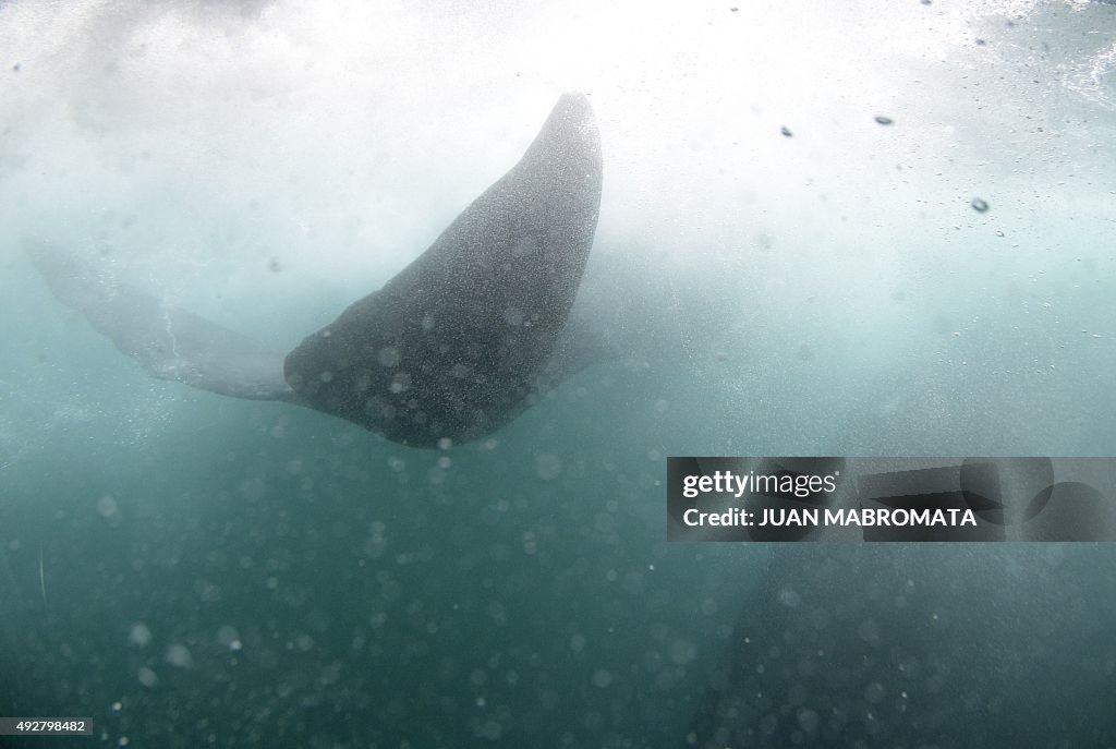 ARGENTINA-WILDLIFE-WHALE