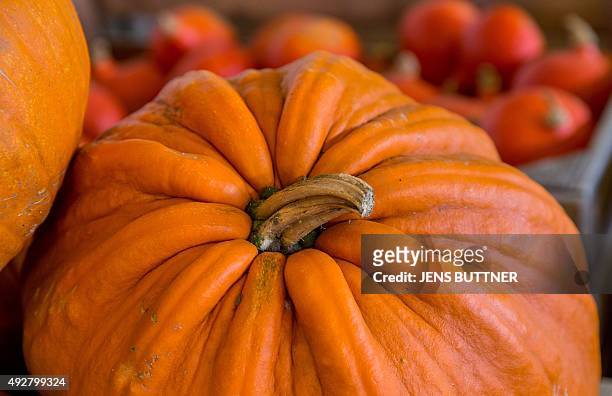 Hokkaido pumpkins are pictured on October 14, 2015 on a field in Neuburg, Germany. AFP PHOTO / DPA / JENS BUETTNER +++GERMANY OUT