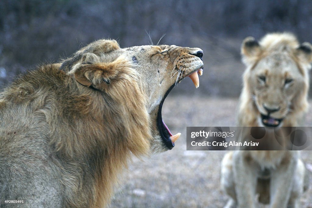 Lion yawning