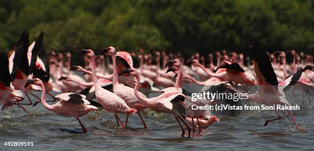 herd of flamingos taking off. - flamingo bird stock pictures, royalty-free photos & images