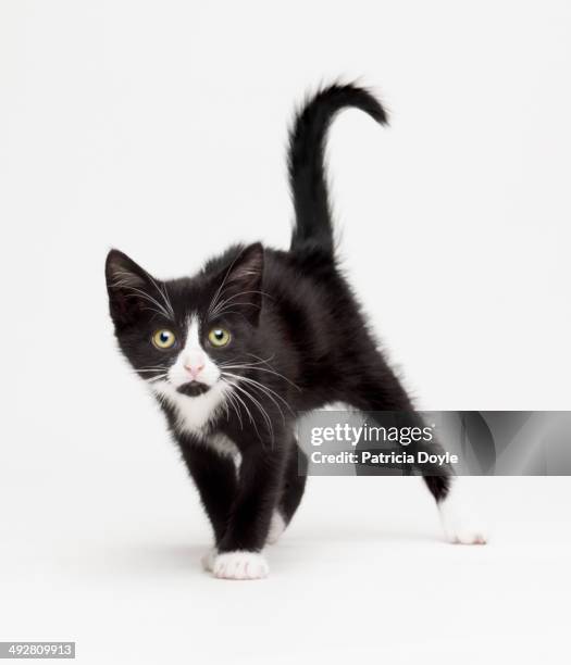 skittish cat - kittens stock pictures, royalty-free photos & images