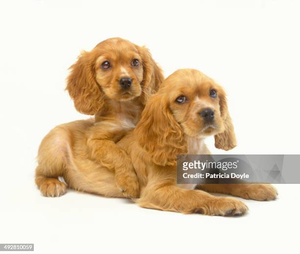 cocker spaniel cuddle - cocker spaniel stock pictures, royalty-free photos & images