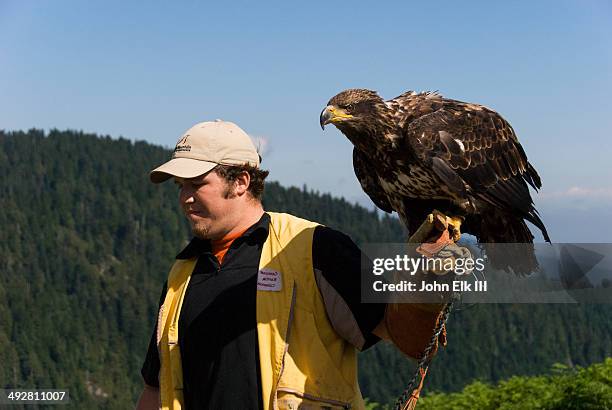Handling Raptors Raptor (Bird) Photos and Premium High Res Pictures - Getty Images