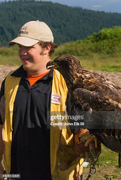 Handling Raptors Raptor (Bird) Photos and Premium High Res Pictures - Getty Images