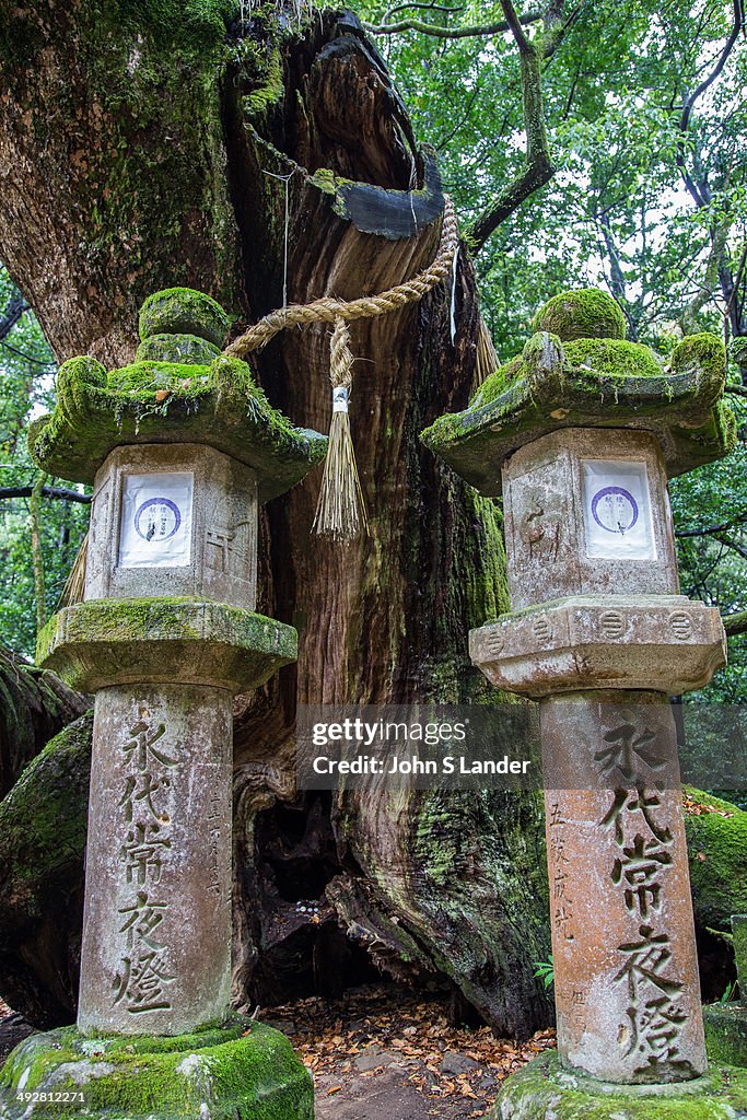 Kasuga-taisha is a Shinto shrine in Nara often called Kasuga...