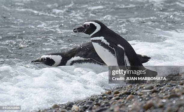 Magellanic penguins dive into sea at El Pedral penguin colony near Punta Ninfas, some 75 Km east of Puerto Madryn in the Patagonian province of...