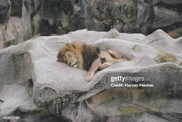 Sleeping lion in Taronga Zoo, Sydney, Australia, 1972.