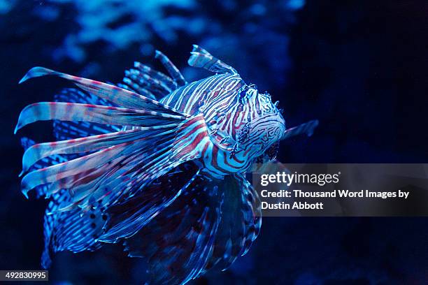lionfish - dustin abbott - fotografias e filmes do acervo