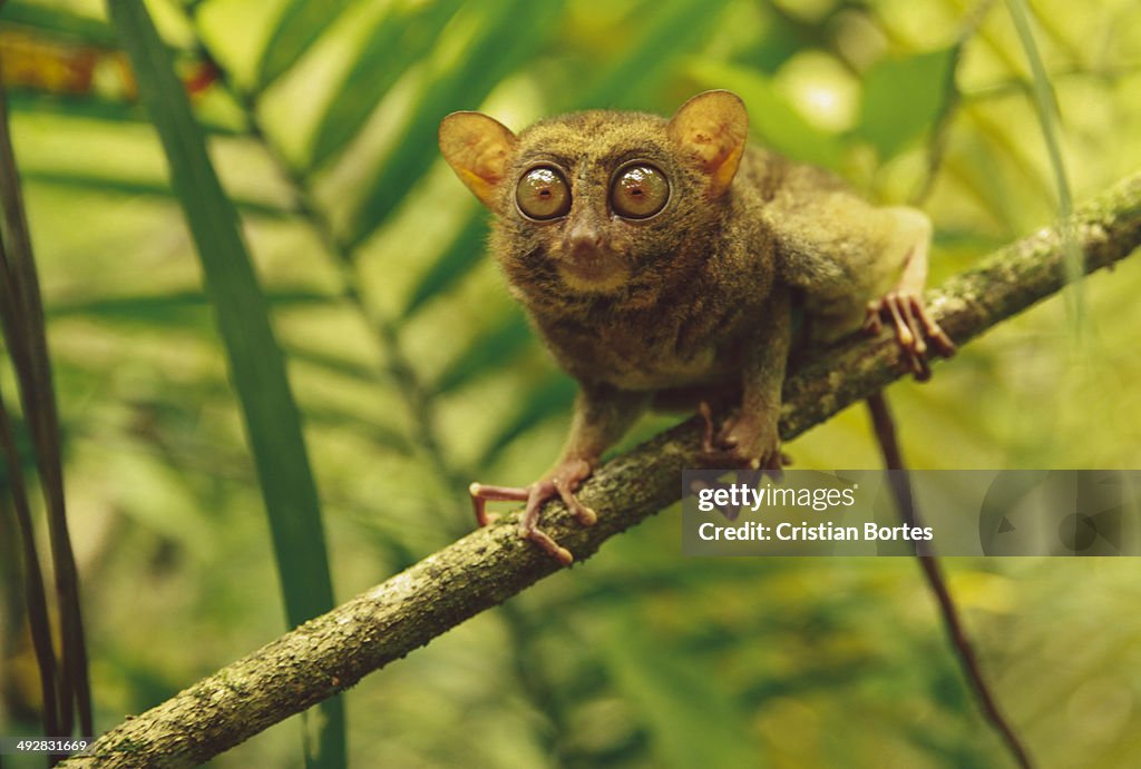 Philippine Tarsier