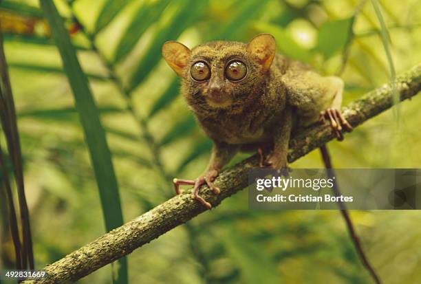 philippine tarsier - tarsier imagens e fotografias de stock