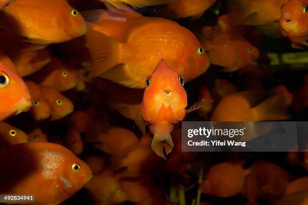 Staring Fish High-Res Stock Photo - Getty Images