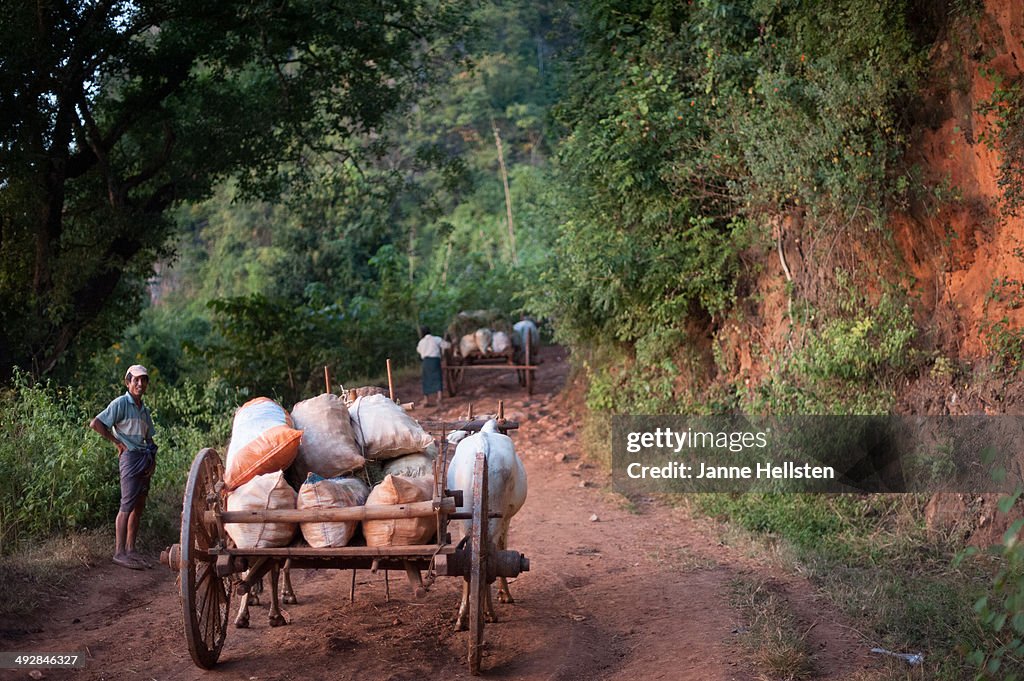 Ox cart in Myanmar