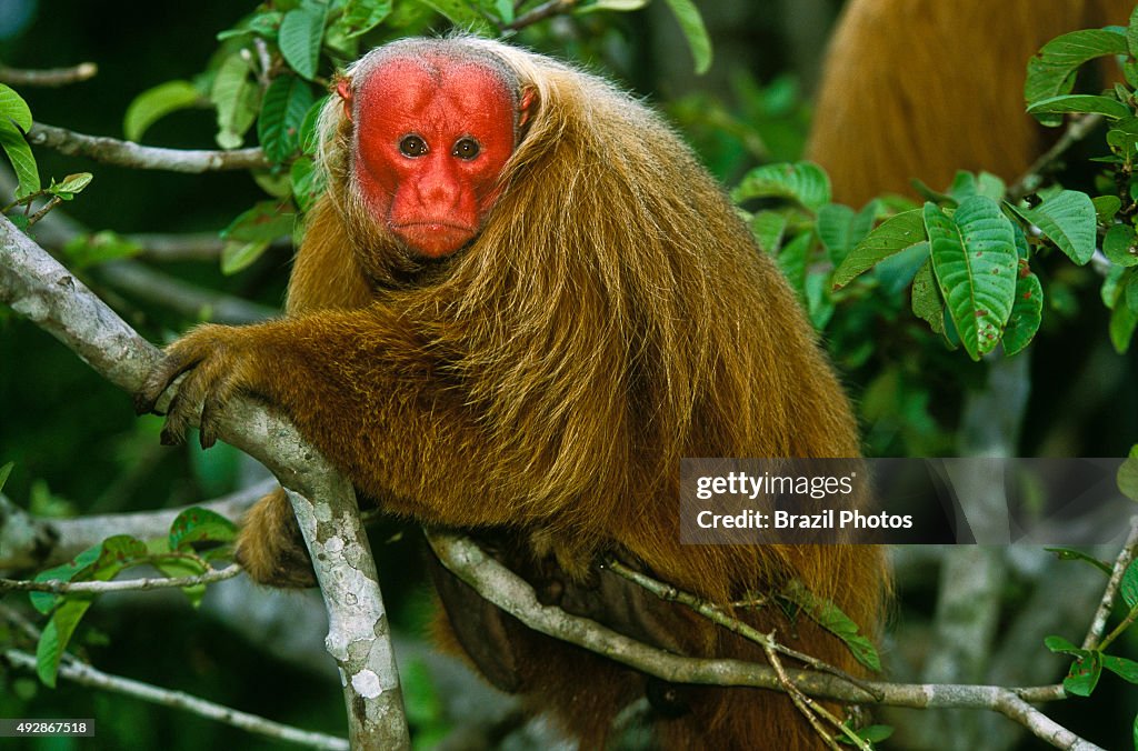 Bald uacari or red uacari monkey (Uacari vermelho), Cacajao...