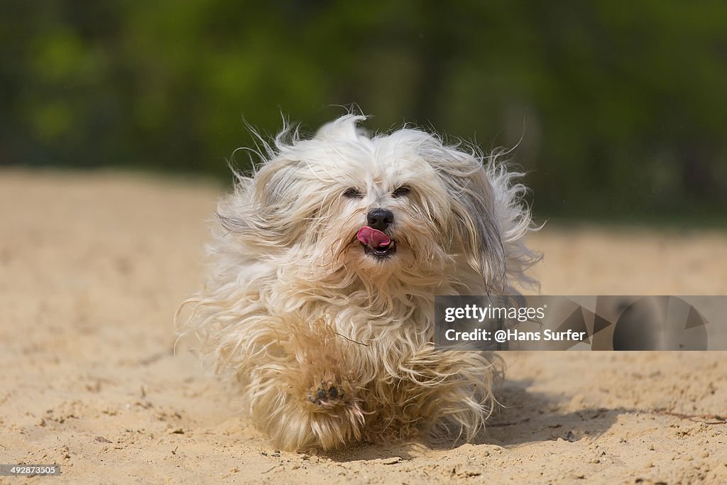 Fast running dog  on yellow sand!