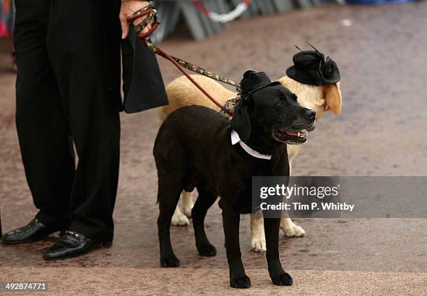 General view of dogs on set of "Palm Dog" during the 67th Annual Cannes Film Festival on May 22, 2014 in Cannes, France.