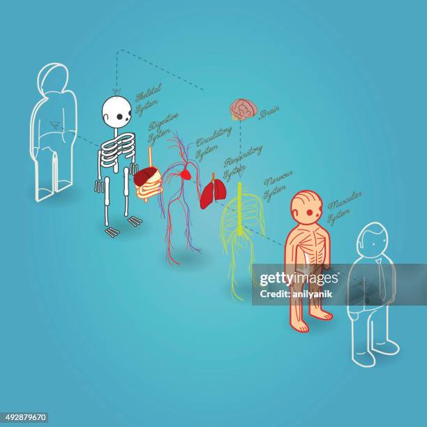 basic anatomy exploded - tissue anatomy stock illustrations