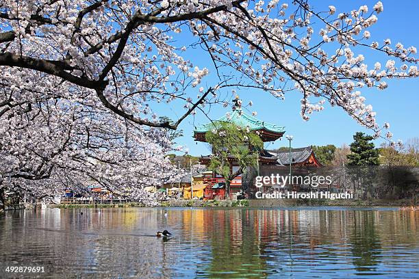 cherry blossoms, tokyo, japan - ueno park stock-fotos und bilder