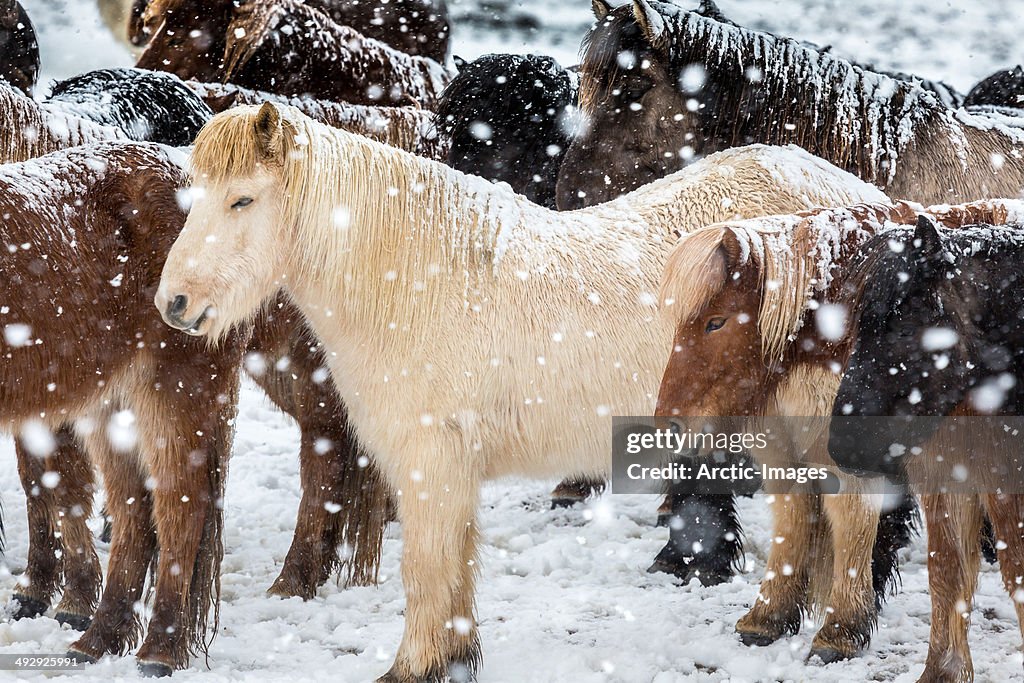 Horses in the winter during a snowstorm.