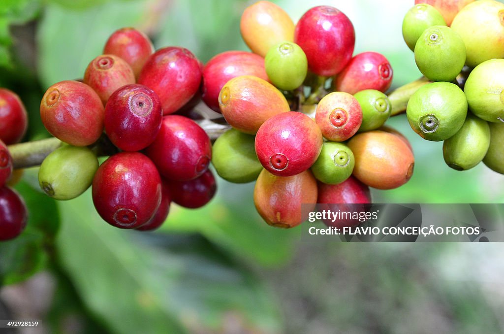 Arabica coffee