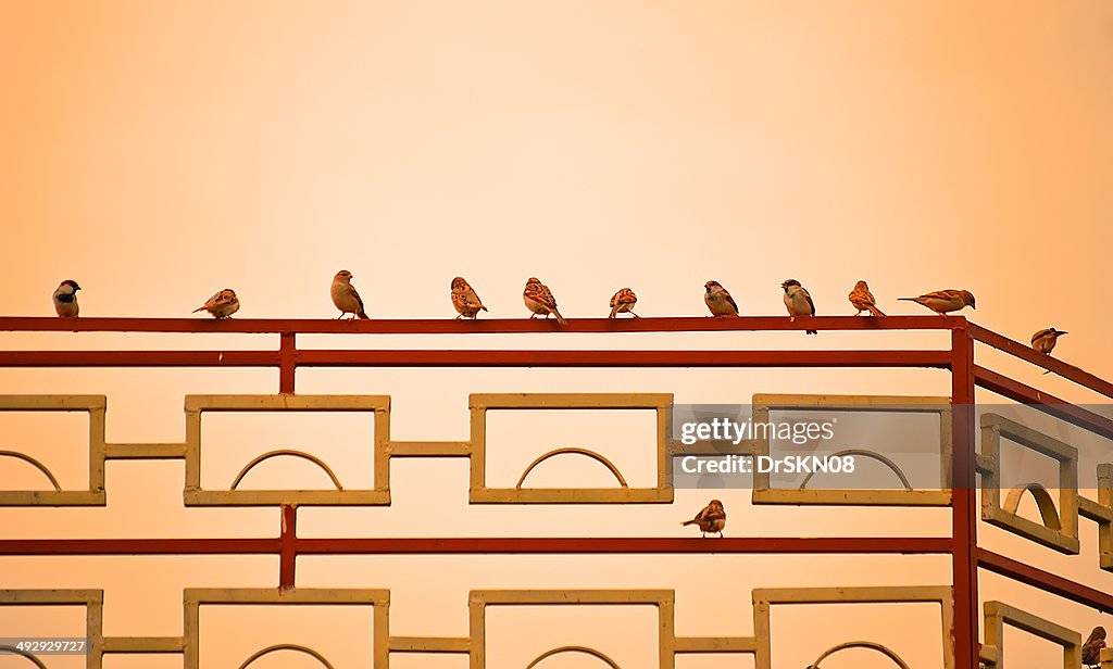 Flock of Passer domesticus on fence in evening