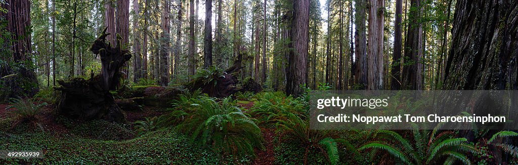 Arbor Day: Panoramic shot of Redwoods