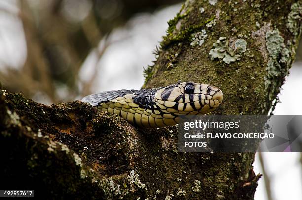 snake caninana - chicken snake stock-fotos und bilder