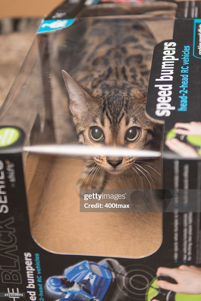 Playful Bengal Kitten