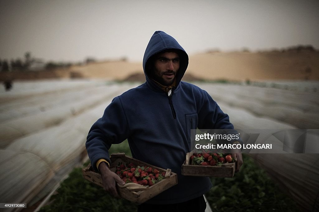 MIDEAST-PALESTINIAN FARMER-GAZA STRIP-FAO