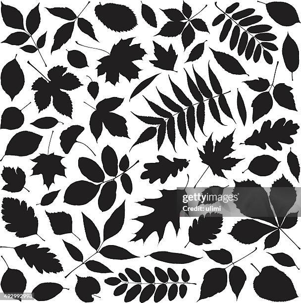 ilustrações, clipart, desenhos animados e ícones de folhas - ramo parte de uma planta