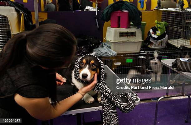 Porter, a Cardigan Welsh Corgi, is cared for by Diana Chou, assistant to Porter's handler, in the benching area at the 137th annual Westminster...
