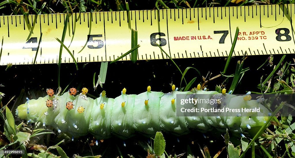 This Cecropia Moth caterpillar is North America's largest native moth and this one was seen on a law