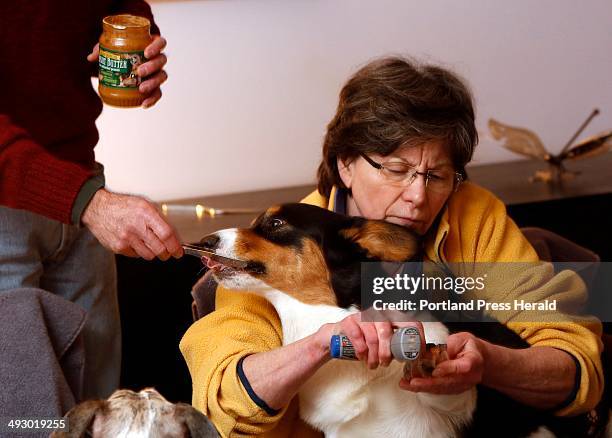 Porter, a Welsh Cardigan Corgi, receives a taste of peanut butter from owner Jerry Harkavy, while Adrienne Harkavy trims his toenails in their Cape...