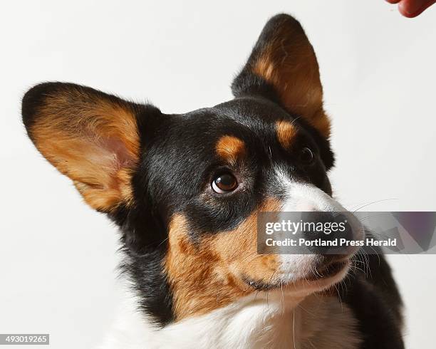 Porter, a Welsh Cardigan Corgi, owned by Jerry and Adrienne Harkavy, photographed Wednesday, January 30 will be competing in the Westminster Kennel...